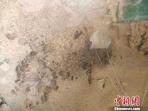 小麦河南 中储粮回应万吨小麦变质：企业因利益拒不出库