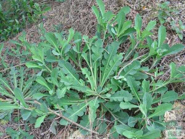 荬菜食用 野苦荬菜功效与作用  野苦荬菜的食用方法