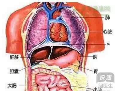 食物帮助 五脏六腑吃什么排毒  教你清扫五脏六腑中的垃圾
