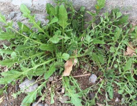 鱼腥草功效 田里常见的这些菜 是治病的好手